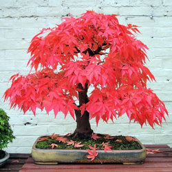 20 Seeds Per Pack - Japanese Red Maple Bonsai Tree