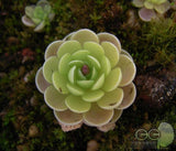 40 Seeds Per Pack - Lithops Pseudotruncatella