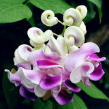 50 Seeds Per Pack - Snail Flower