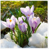 20 Seeds Per Pack - Saffron Crocus Seeds