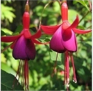 40 Seeds Per Pack - Fuchsia Seed Pods