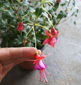40 Seeds Per Pack - Fuchsia Seed Pods